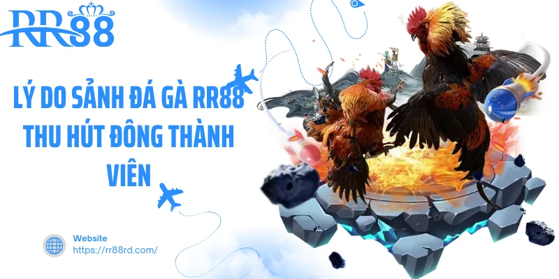 Lý do sảnh đá gà RR88 thu hút đông thành viên Lý do sảnh đá gà RR88 thu hút đông thành viên